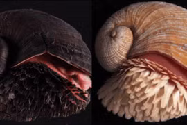 Độc lạ loài ốc sên đáy biển, toàn thân mọc đầy vảy sắt