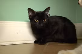 Mèo 4 tai độc lạ trở thành 'ngôi sao' mạng xã hội