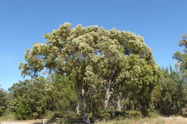 Kỳ lạ loài cây hút vàng lên lá, mọc nhiều ở Việt Nam