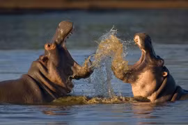 Tại sao động vật có vú hiếm khi có màu sắc rực rỡ?