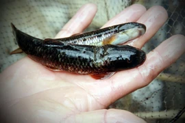 2 loại cá đắng, đặc sản suối Việt được săn lùng khắp nơi