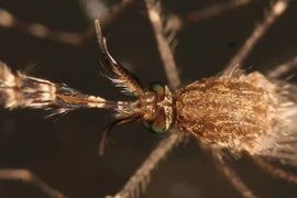 Lần đầu tiên phát hiện muỗi ở Iceland