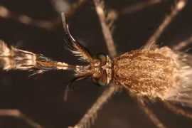 Lần đầu tiên phát hiện muỗi ở Iceland