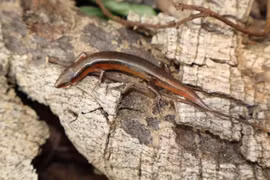 Loài thằn lằn mới phát hiện tại Vườn Quốc gia Vũ Quang có gì đặc biệt?