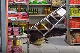 Quái thú dài hơn 3m "đi lạc" vào cửa hàng tạp hóa gây kinh hãi