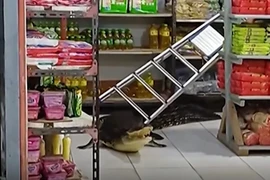Quái thú dài hơn 3m "đi lạc" vào cửa hàng tạp hóa gây kinh hãi