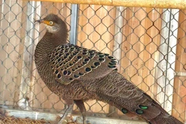 Gà tiền mặt vàng vừa được người dân bàn giao quý hiếm cỡ nào?