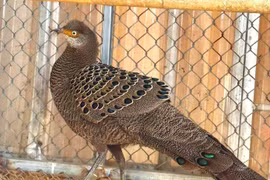 Gà tiền mặt vàng vừa được người dân bàn giao quý hiếm cỡ nào?