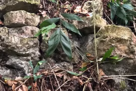 Tìm thấy thành phố "báo đốm trắng" bí ẩn của người Maya