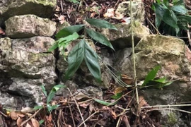 Tìm thấy thành phố "báo đốm trắng" bí ẩn của người Maya