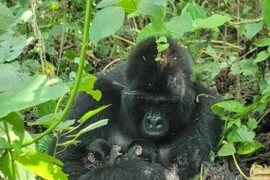 Công viên ở Congo đón cặp song sinh khỉ đột núi quý hiếm