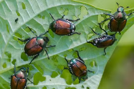 Bọ cánh cứng siêu phá hoại khiến nông dân Mỹ khóc ròng