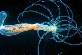 Khám phá cơ chế 'bất tử' của hải quỳ sao biển