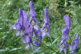 Ma lực của loài cây "nữ hoàng độc dược"... chạm là chết