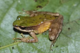 Chi tiết loài ếch mới phát hiện tại Vườn Quốc gia Vũ Quang