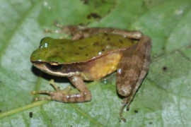 Chi tiết loài ếch mới phát hiện tại Vườn Quốc gia Vũ Quang