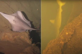 Tò mò 'Vương quốc cá mập' trong miệng núi lửa đang sôi sục dưới đáy biển