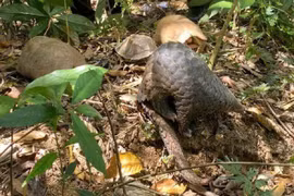 Thả 9 động vật quý hiếm về rừng Tây Nguyên bảo tồn tự nhiên