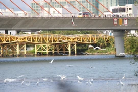 Đàn cò rợp bóng sông Hàn, tín hiệu vui hay lời 'kêu cứu' từ thiên nhiên?