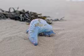 Sinh vật biển cực độc bất ngờ dạt bờ, chuyên gia cảnh báo sao?