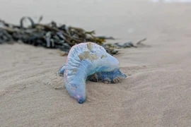 Sinh vật biển cực độc bất ngờ dạt bờ, chuyên gia cảnh báo sao?