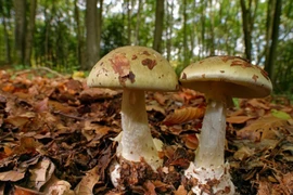 Loại nấm nguy hiểm mệnh danh 'sát thủ của các vị vua'