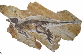 Kinh ngạc phát hiện bộ xương “rồng xanh” 160 triệu năm tuổi