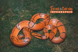 [INFOGRAPHIC] Loài rắn giống hệt rắn cạp nong nhưng không có nọc độc