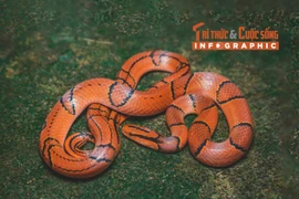 [INFOGRAPHIC] Loài rắn giống hệt rắn cạp nong nhưng không có nọc độc