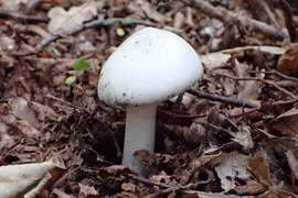 Những loài nấm độc nhất trên thế giới, ngửi cũng mất mạng