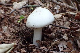 Những loài nấm độc nhất trên thế giới, ngửi cũng mất mạng