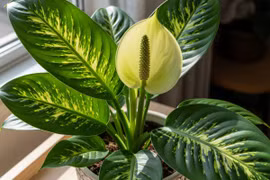 4 loại cây cảnh cứ mỗi lần ra hoa lại mang điềm lành