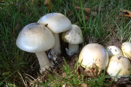 Loài nấm tử thần cực nguy hiểm, trông giống nấm rơm ăn được