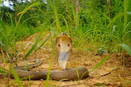 Top loài rắn hổ mang nguy hiểm nhất phân bố ở Việt Nam