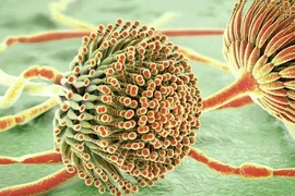 Biến đổi khí hậu, “nấm sát thủ” trỗi dậy... đe dọa con người