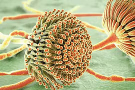 Biến đổi khí hậu, “nấm sát thủ” trỗi dậy... đe dọa con người