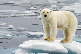 Khám phá cuộc sống của những thợ săn gấu Bắc Cực