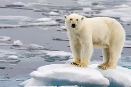 Khám phá cuộc sống của những thợ săn gấu Bắc Cực