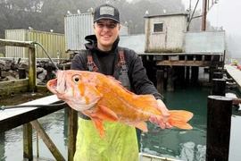 Cần thủ Mỹ câu được cá mú đá cam khổng lồ