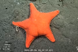  Sao biển màu cam "mông to" gây chú ý ngoài khơi Argentina