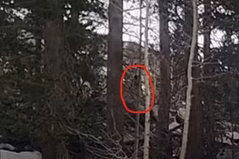Quái vật Bigfoot tái xuất? cảnh tượng khiến ai cũng nổi da gà