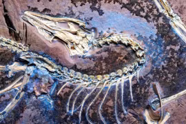 Hóa thạch 'khủng long biết bay' chứng minh thuyết tiến hóa của Darwin đúng 