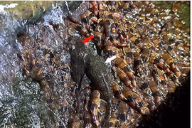 Hiếm gặp đàn cá chốt bông nghìn con leo thác nước cao ở Brazil