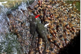 Hiếm gặp đàn cá chốt bông nghìn con leo thác nước cao ở Brazil