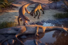 Tìm ra danh tính loài cá sấu kỷ Tam Điệp sau gần 80 năm 'xếp xó' tầng hầm