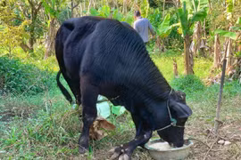 Bò đực có 6 chân ở Thanh Hóa và loạt động vật 'dị' từng ghi nhận ở Việt Nam