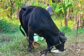 Bò đực có 6 chân ở Thanh Hóa và loạt động vật 'dị' từng ghi nhận ở Việt Nam