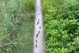 Cá rô đồng xếp hàng trên đường, dấu hiệu thiên tai hay phản xạ sinh tồn?