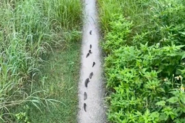 Cá rô đồng xếp hàng trên đường, dấu hiệu thiên tai hay phản xạ sinh tồn?