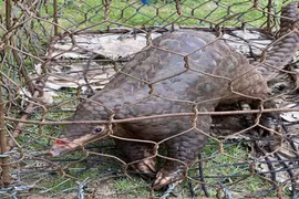 Tê tê được người dân Lâm Đồng giao nộp quý hiếm thế nào?